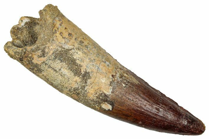 Real Fossil Spinosaurus Tooth - Enormous Dinosaur Tooth #336013